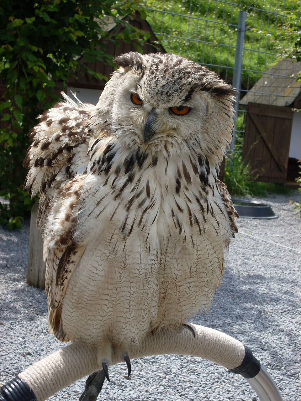 Pelėdos, Erelis Pelėda, Plumėjimas, Plėšrusis Paukštis, Raptoras, Miškas, Naktis Aktyvus, Nemokamos Nuotraukos,  Nemokama Licenzija