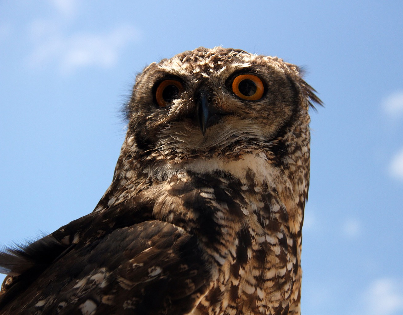 Pelėdos, Laukiniai, Afrika, Fauna, Savana, Laukinė Gamta, Gyvūnai, Paukštis, Plėšrūnas, Nemokamos Nuotraukos