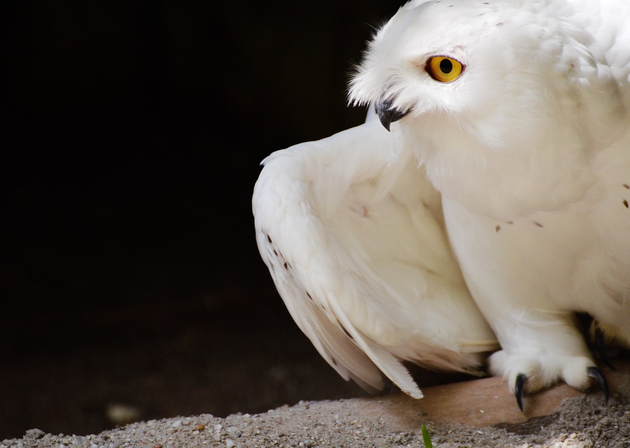 Pelėdos, Gyvūnai, Paukštis, Baltoji Pelėda, Paukščiai, Naktinis, Balta, Zoologijos Sodas, Nemokamos Nuotraukos,  Nemokama Licenzija