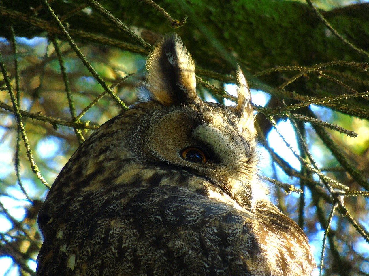 Pelėdos, Erelis Pelėda, Bubo Bubo, Miškas, Paukštis, Naktis Aktyvus, Gamta, Uždaryti, Nemokamos Nuotraukos,  Nemokama Licenzija