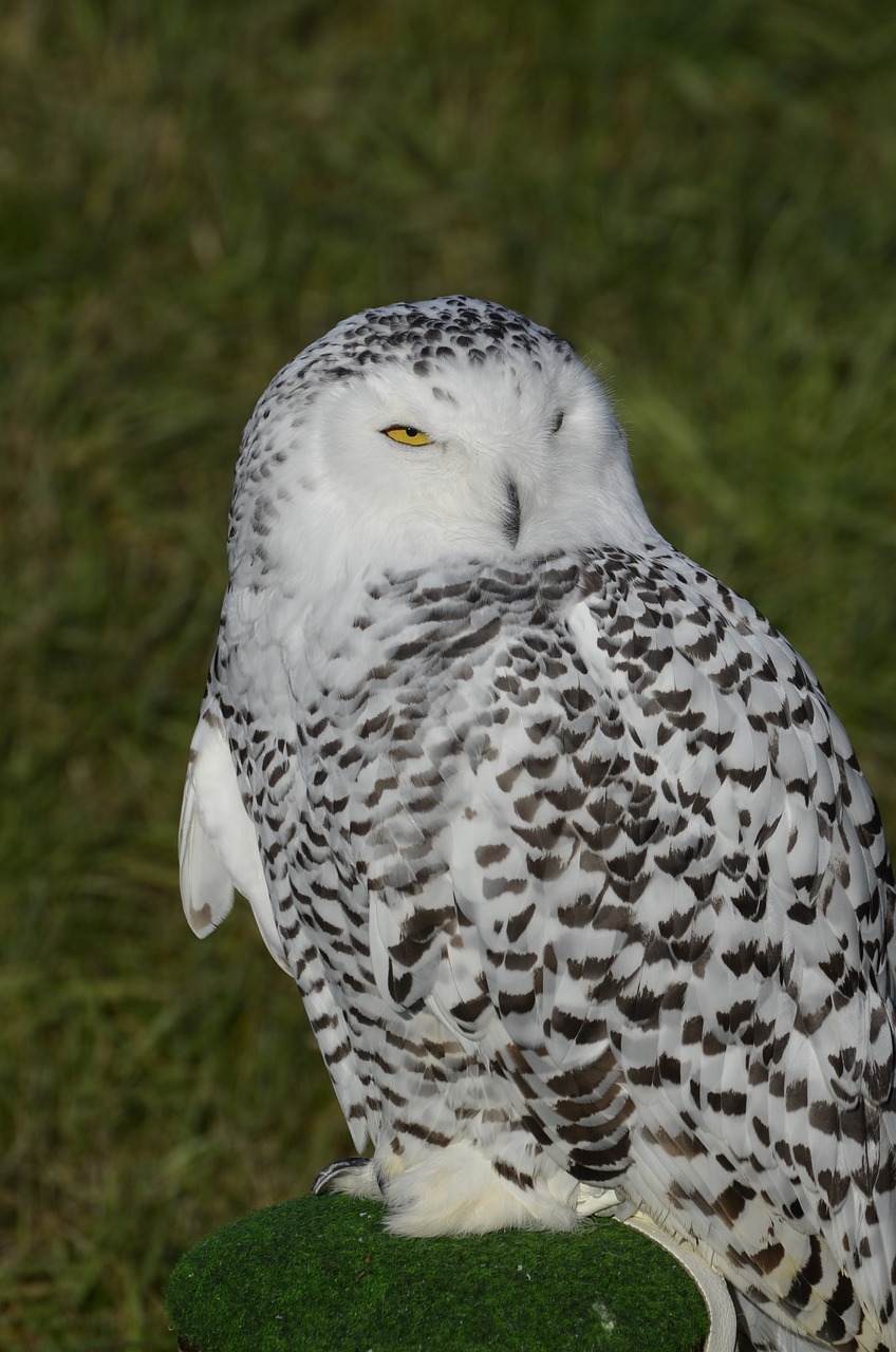 Pelėdos, Baltoji Pelėda, Paukštis, Plunksna, Naktinis, Gyvūnas, Raptoras, Gyvūnų Įrašymas, Erelis Pelėda, Laukinės Gamtos Fotografija