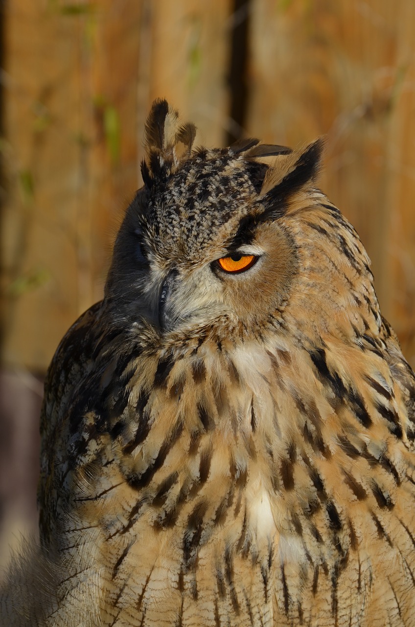 Pelėdos, Baltoji Pelėda, Paukštis, Plunksna, Naktinis, Gyvūnas, Raptoras, Gyvūnų Įrašymas, Erelis Pelėda, Laukinės Gamtos Fotografija