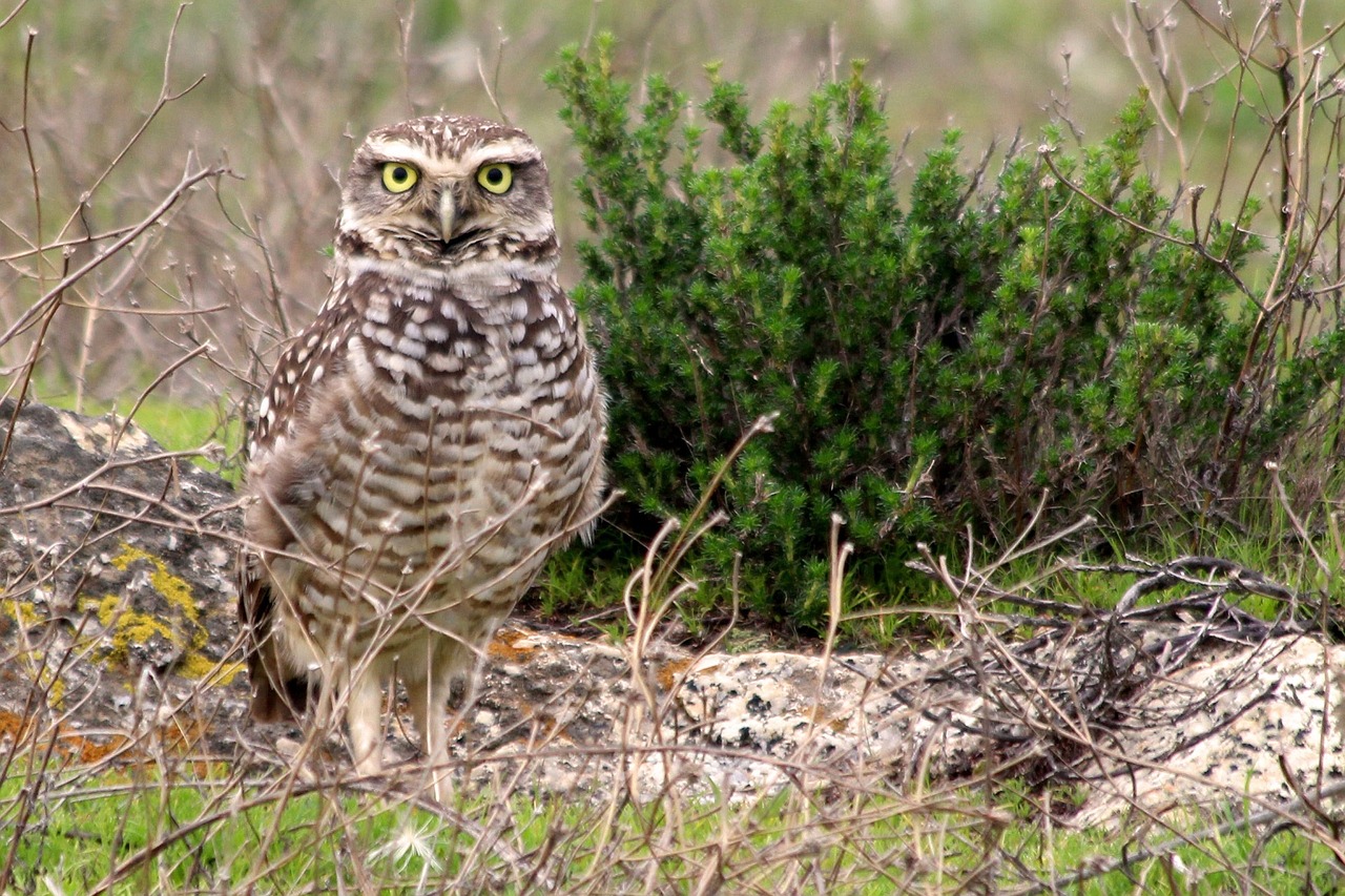 Pelėdos, Plėšrūnas, Paukštis, Plėšrusis Paukštis, Akys, Naktinis, Veidas, Portretas, Plunksnos, Raptoras