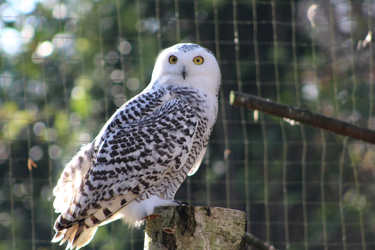 Pelėdos, Zoologijos Sodas, Paukštis, Atrodo, Portretas, Plėšrūnas, Medžiotojas, Laukinė Gamta, Nemokamos Nuotraukos,  Nemokama Licenzija