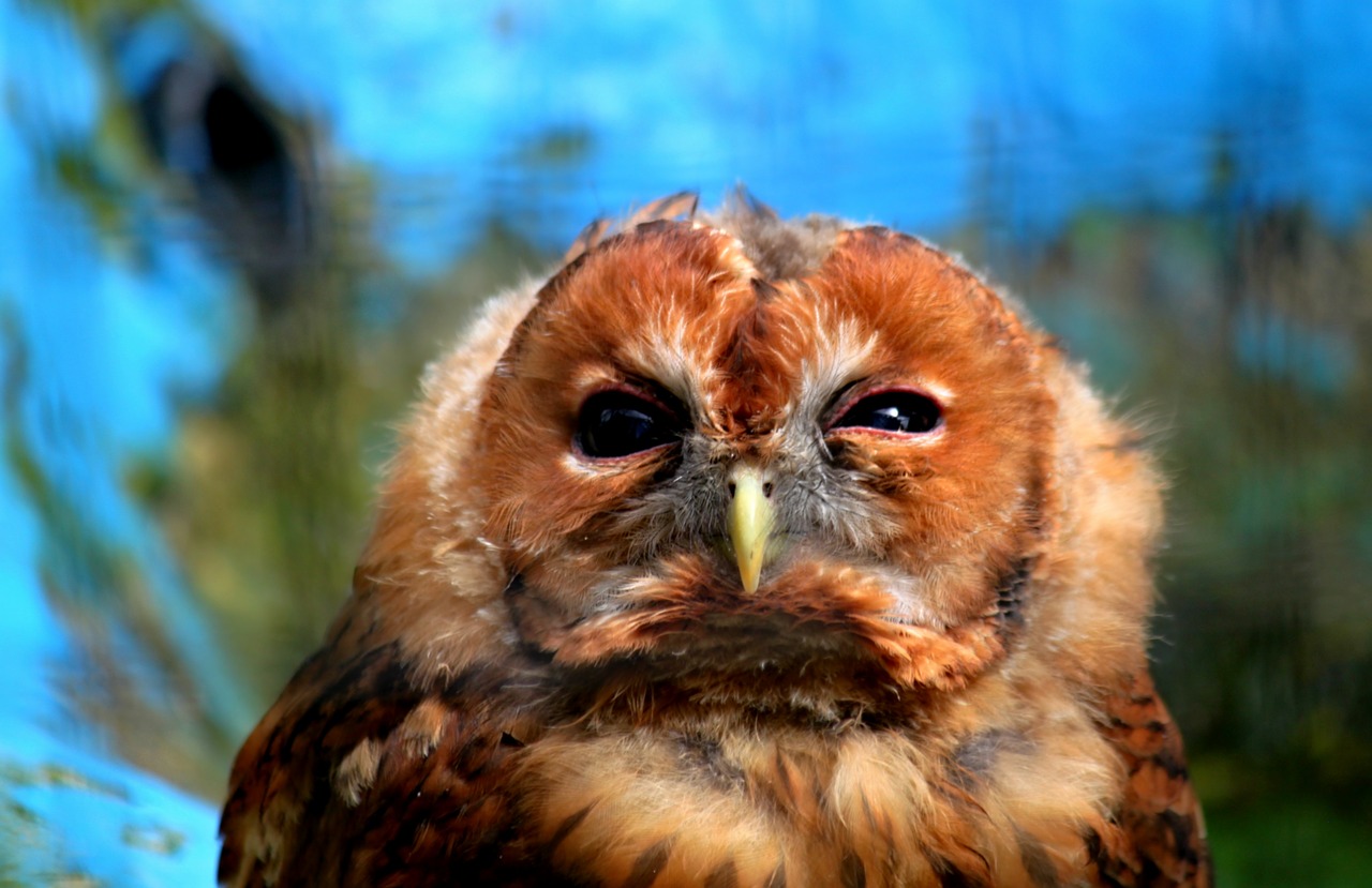 Pelėdos, Paukštis, Gyvūnas, Raptoras, Plumėjimas, Gyvūnų Pasaulis, Plunksna, Sąskaitą, Rausvoji Pelėda, Mielas