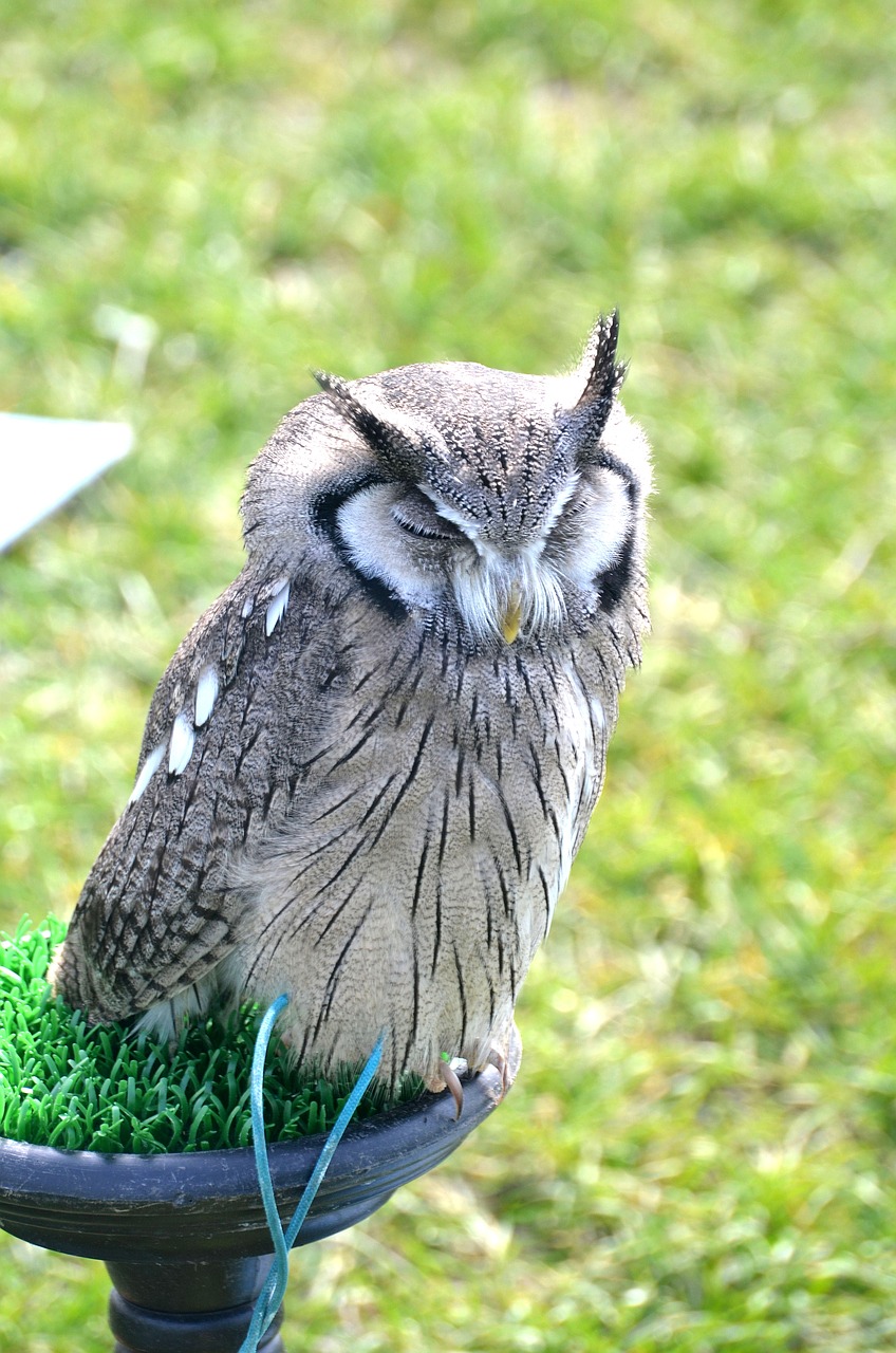 Pelėdos, Gamta, Plėšrusis Paukštis, Gyvūnas, Paukštis, Raptoras, Plėšrūnas, Nemokamos Nuotraukos,  Nemokama Licenzija