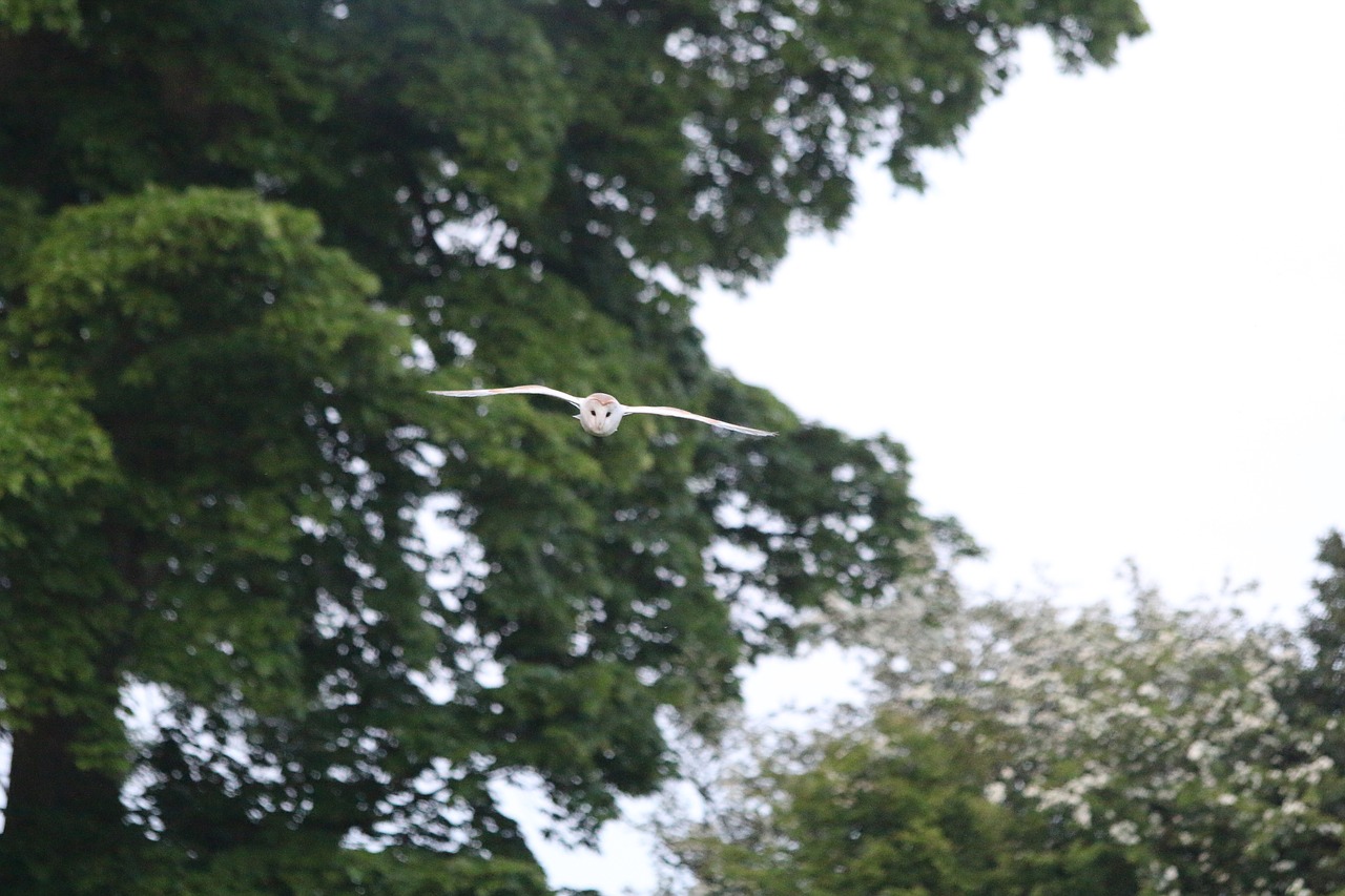 Pelėdos, Lancashire, Paukštis, Laukinė Gamta, Naktinis, Skraidantis, Barn-Owl, Nemokamos Nuotraukos,  Nemokama Licenzija