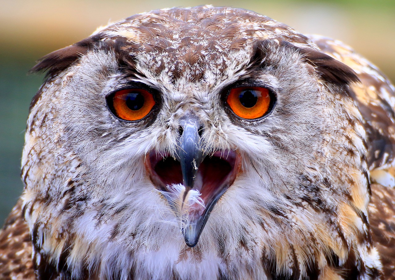 Pelėdos, Sąskaitą, Plunksna, Akis, Paukštis, Plumėjimas, Raptoras, Gyvūnų Pasaulis, Laukinės Gamtos Fotografija, Akys