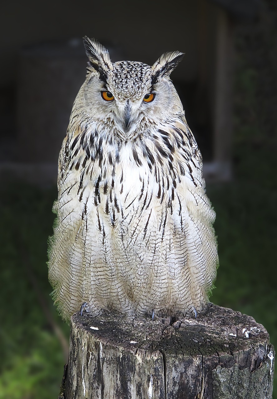 Pelėdos, Ilgapelkė Pelėda, Raptoras, Plėšrusis Paukštis, Asio Otus, Laukinis Paukštis, Sąskaitą, Plumėjimas, Plunksna, Paukščio Skrydžio Vaizdas