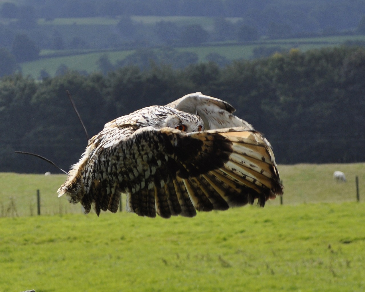 Pelėda,  Skrydis,  Bengal,  Paukštis,  Gyvūnijos,  Raptor,  Sparnai,  Plunksnų,  Anglija,  Yorkshire