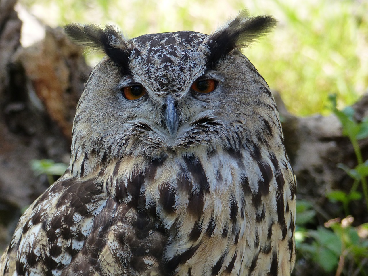 Pelėda,  Erelis Pelėda,  Paukštis,  Plėšrusis Paukštis,  Gyvūnijos Pasaulyje,  Raptor,  Plunksnos,  Gyvūnas,  Akys,  Bill