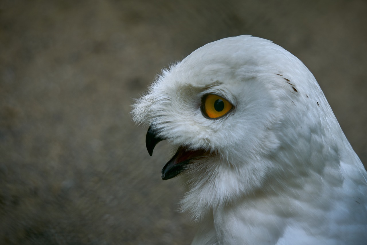 Pelėda,  Baltoji Pelėda,  Akių,  Paukštis,  Raptor,  Plunksnos,  Gyvūnas,  Pobūdį,  Gyvūnų Registravimas,  Baltos Spalvos