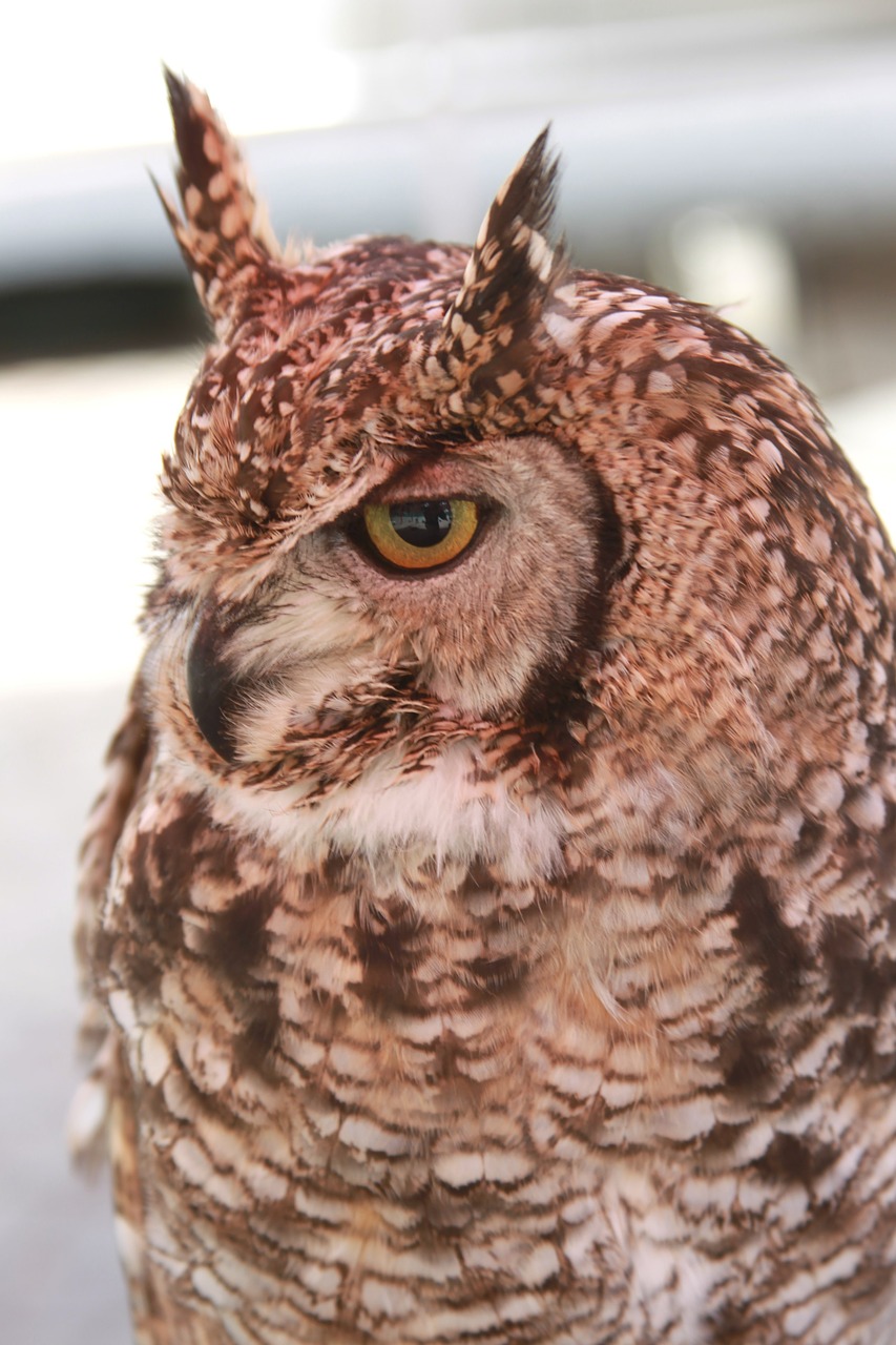 Pelėdos, Raguotas, Paukštis, Plėšrusis Paukštis, Raptoras, Naktinis, Paukštis, Aves, Fauna, Avifauna