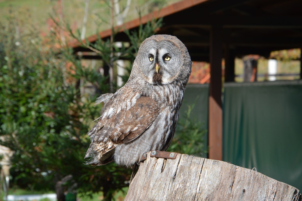 Pelėdos, Paukštis, Naktis, Raptoras, Nemokamos Nuotraukos,  Nemokama Licenzija