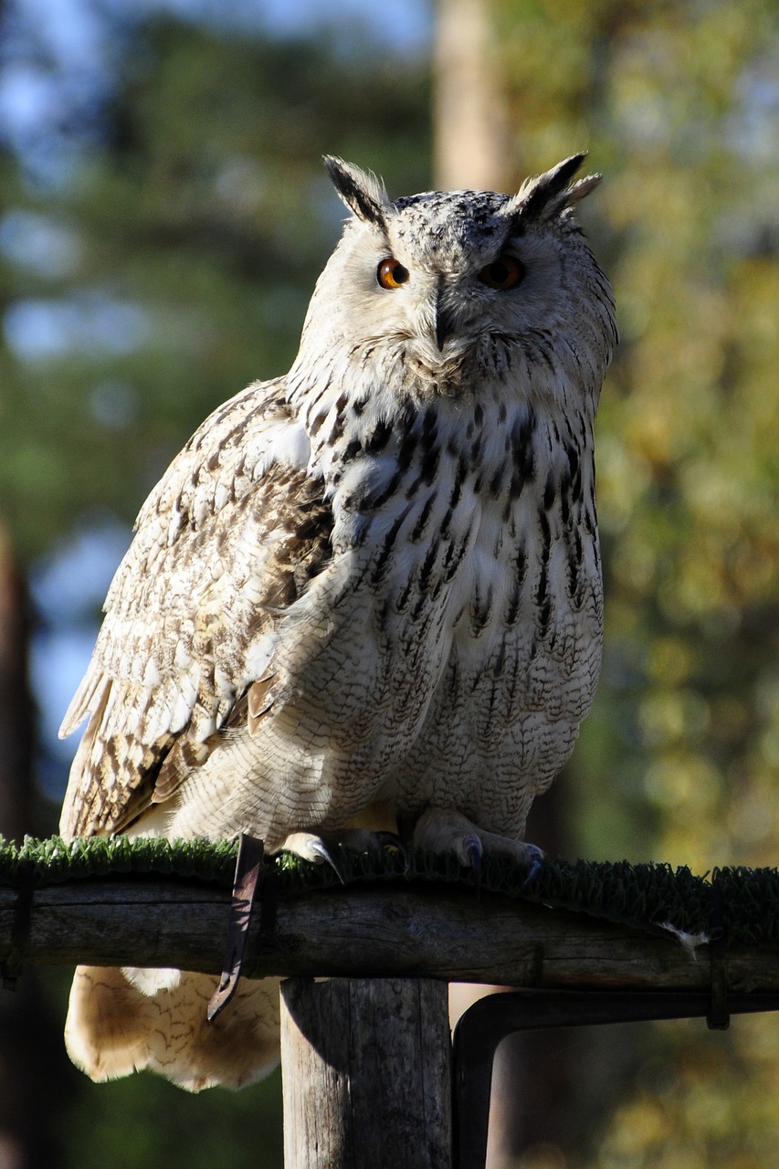 Pelėdos, Erelis Pelėda, Raptoras, Paukštis, Plėšrusis Paukštis, Plumėjimas, Nemokamos Nuotraukos,  Nemokama Licenzija