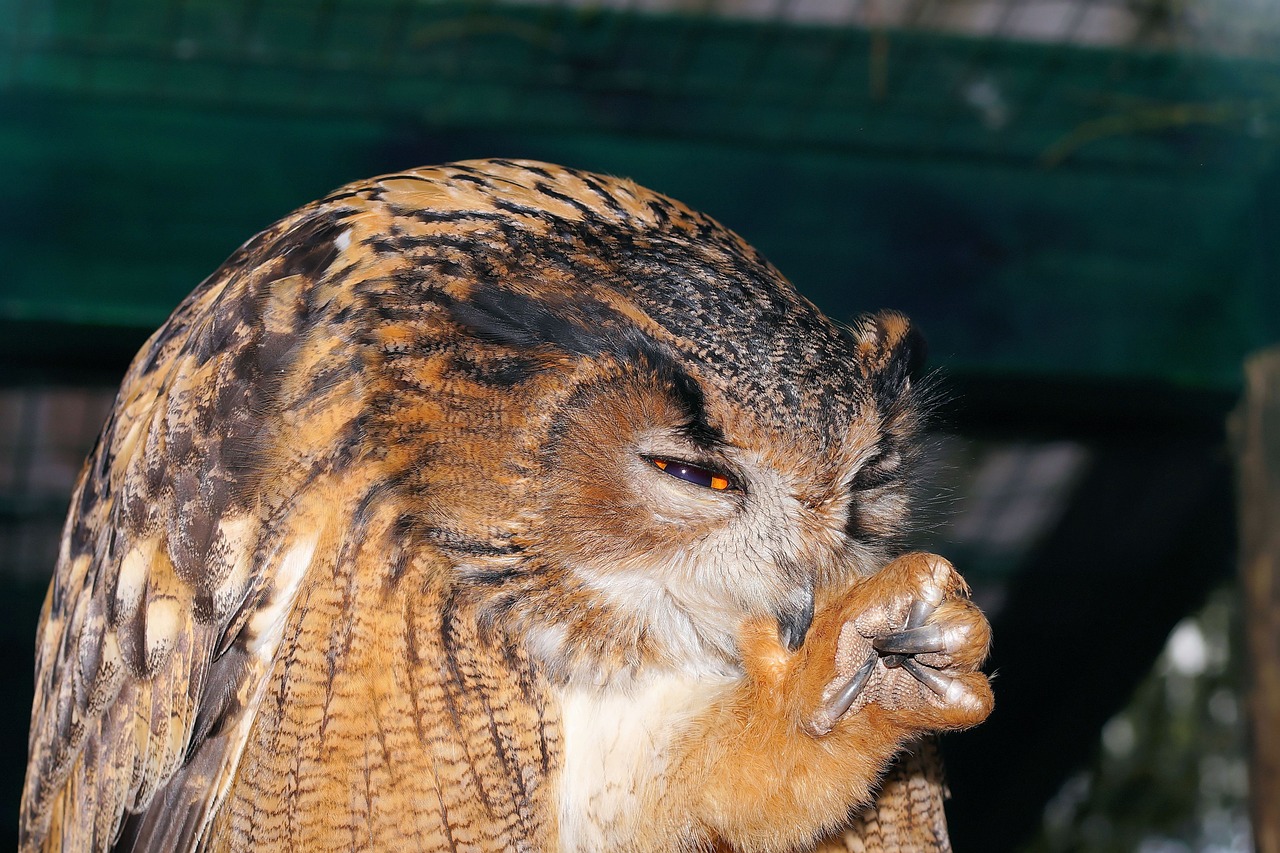 Pelėdos, Erelis Pelėda, Paukštis, Plunksna, Gyvūnas, Naktis Aktyvus, Raptoras, Plėšrusis Paukštis, Apšviesta Akis, Bubo Bubo