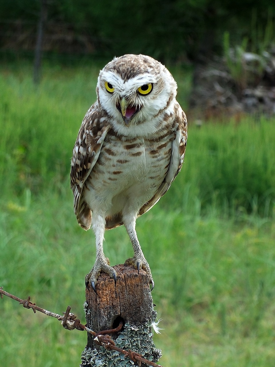 Pelėdos, Ave, Plėšrusis Paukštis, Gyvūnas, Gyvūnai, Gamta, Piko, Galva, Fauna, Maldos Pauksčiai