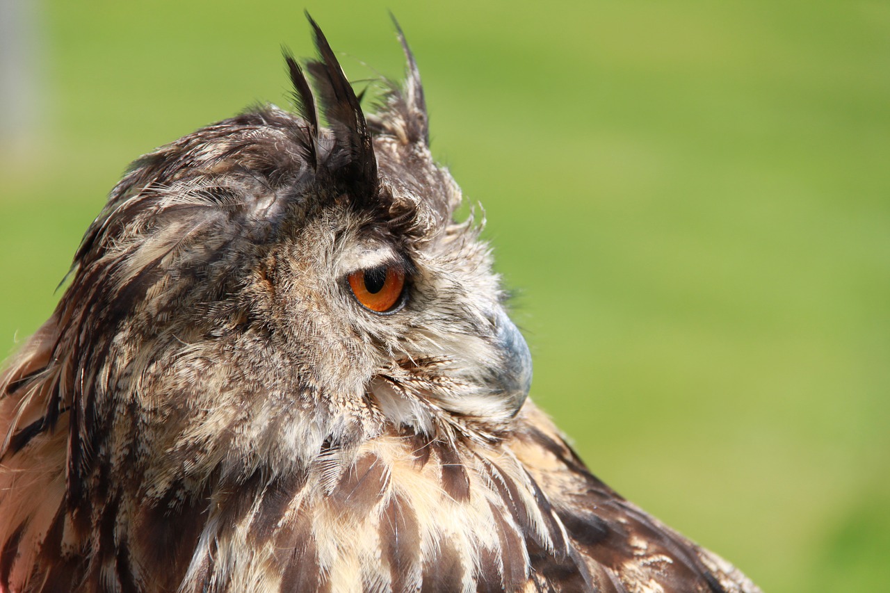 Pelėdos, Raptoras, Plėšrusis Paukštis, Paukštis, Gamta, Galva, Paukščiai, Nemokamos Nuotraukos,  Nemokama Licenzija