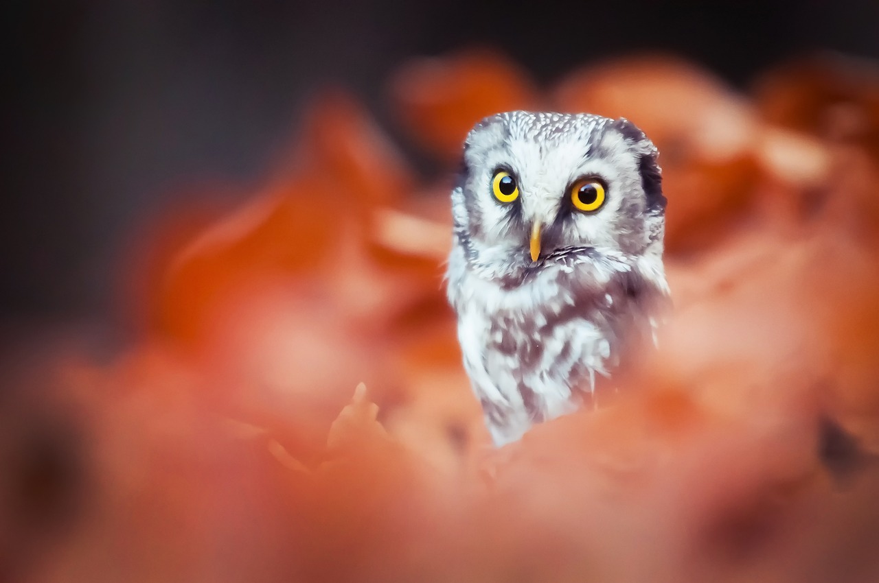 Owlet, Paukštis, Bokeh, Gamta, Oranžinė, Filialas, Ruduo, Raudona, Lapai, Nemokamos Nuotraukos