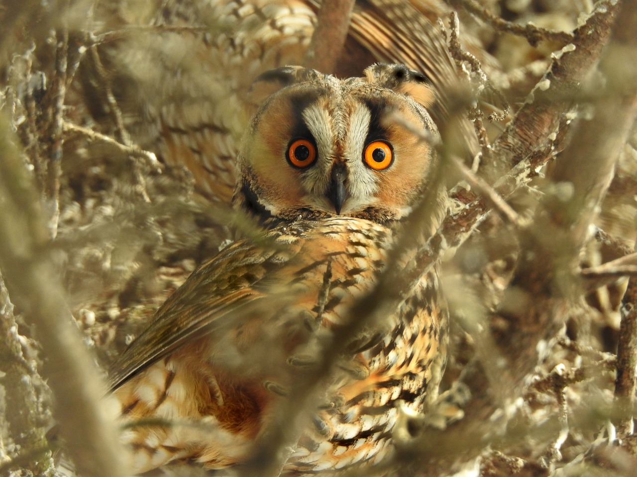 Pelėdos, Ilgapelkė Pelėda, Raptoras, Filialai, Nemokamos Nuotraukos,  Nemokama Licenzija