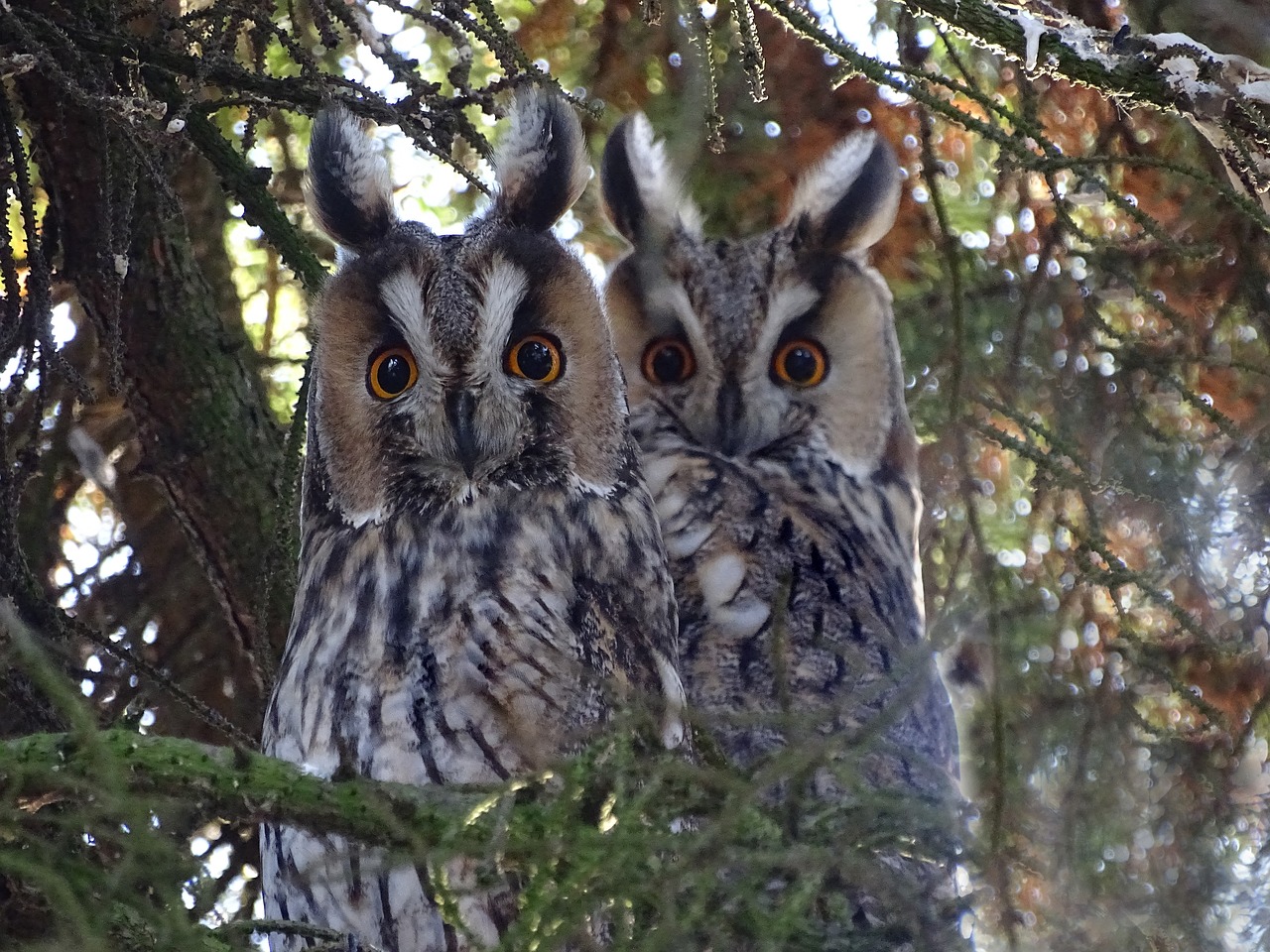 Pelėdos, Ilgapelkė Pelėda, Raptoras, Miškas, Gamta, Laukinės Gamtos Fotografija, Nemokamos Nuotraukos,  Nemokama Licenzija