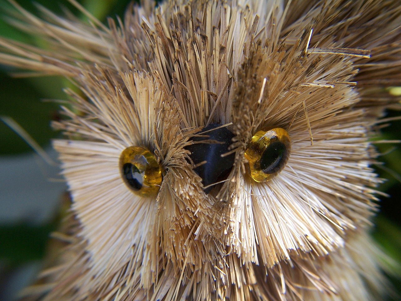 Pelėdos, Gyvūnai, Smalsumas, Makro, Žaislas, Ornamentas, Amatai, Nemokamos Nuotraukos,  Nemokama Licenzija