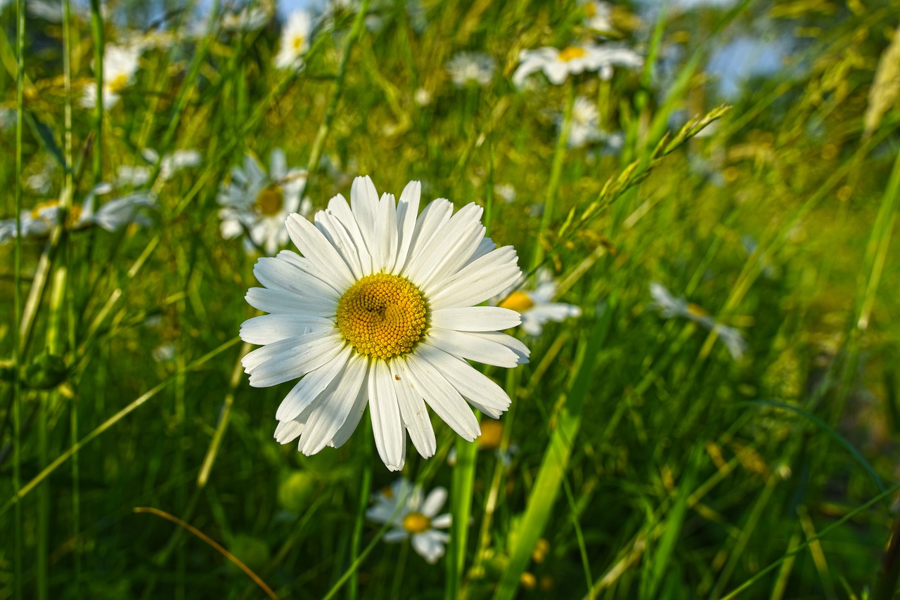 Jautis-Akių Ramunės,  Daisy,  Gėlė,  Augalų,  Žydi,  Laukinių Gėlių,  Laukas,  Baltagalvė Vulgare,  Daugiamečių,  Pavasaris