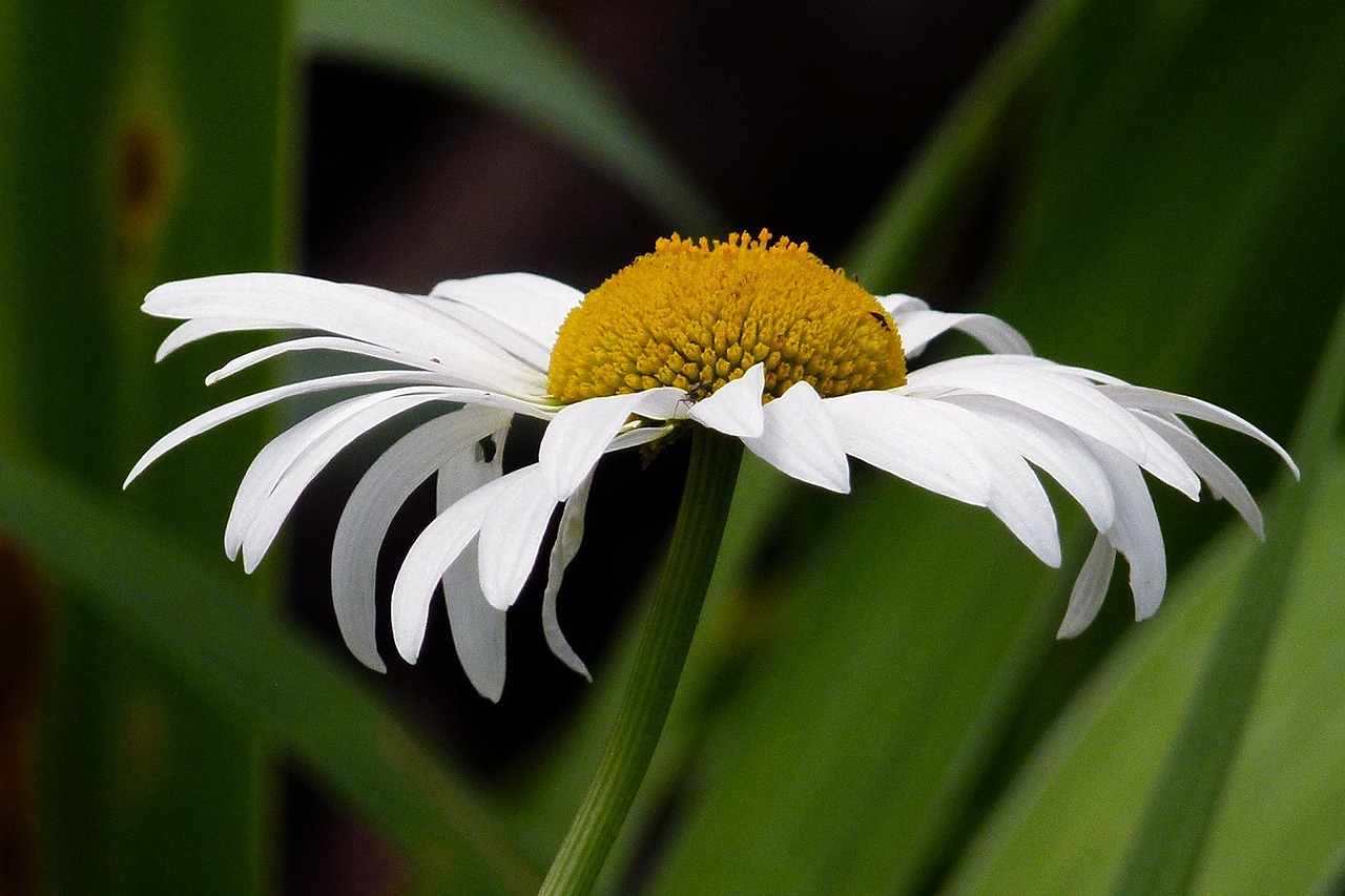 Žvilgsnis, Gėlė, Wildflower, Gamta, Daisy, Balta, Laukas, Pieva, Žydėti, Žiedlapis