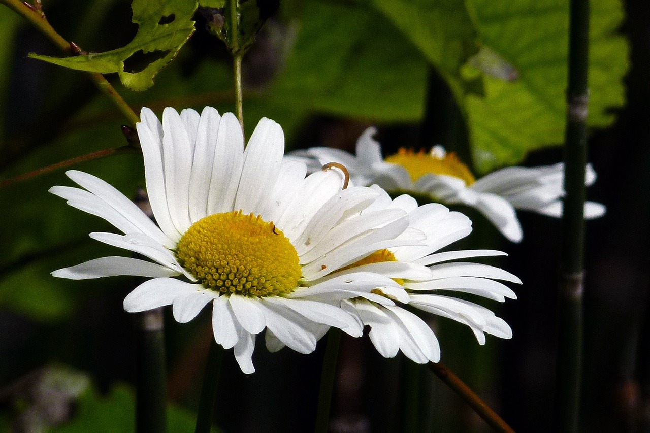 Žvilgsnis, Wildflower, Gamta, Gėlė, Balta, Laukiniai, Daisy, Gėlių, Laukas, Pieva