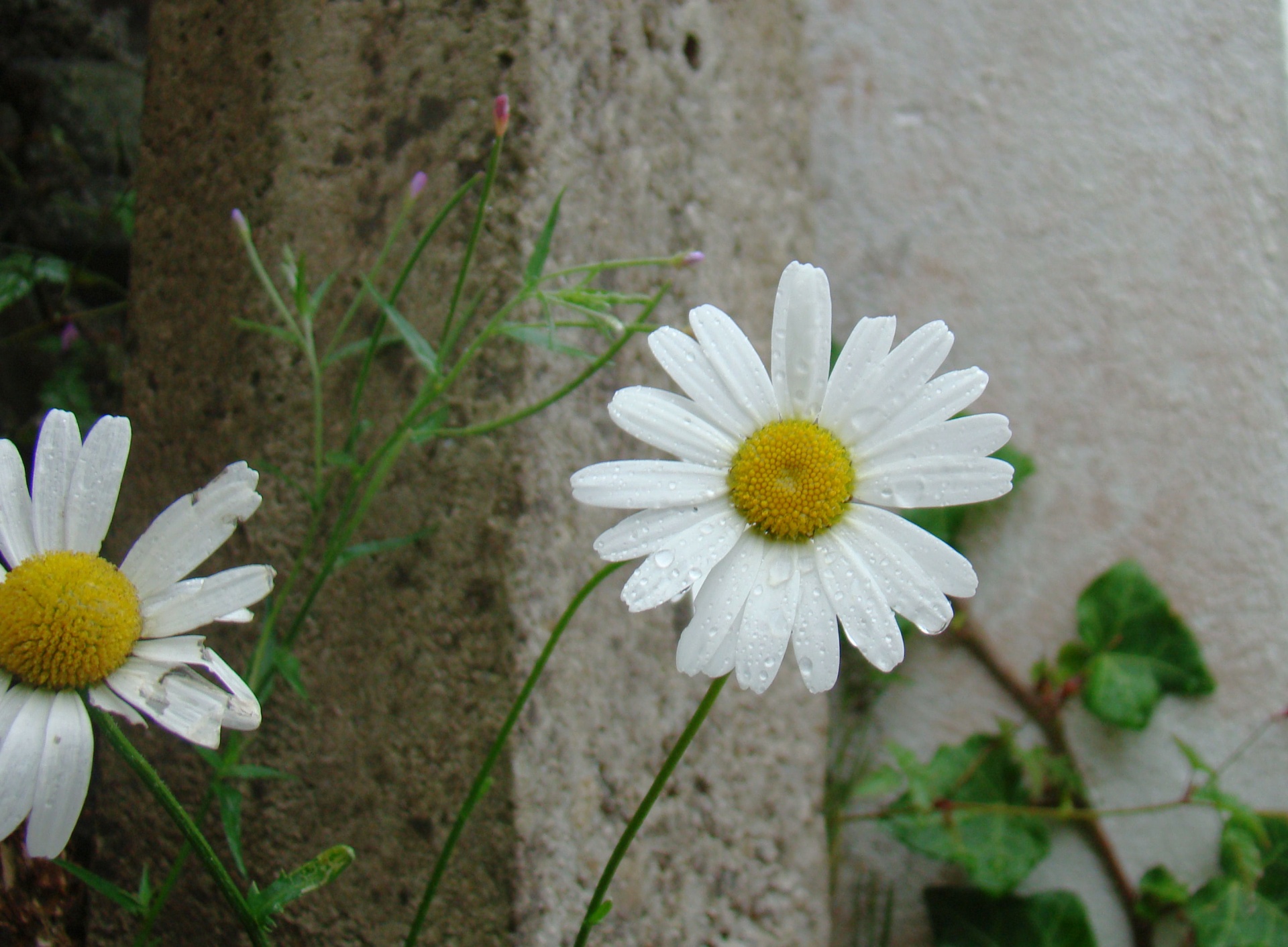 Daisy,  Oka & Nbsp,  Eyed,  Lietaus Lašai,  Siena,  Gėlė,  Gėlių,  Lietus,  Vasara,  Airija