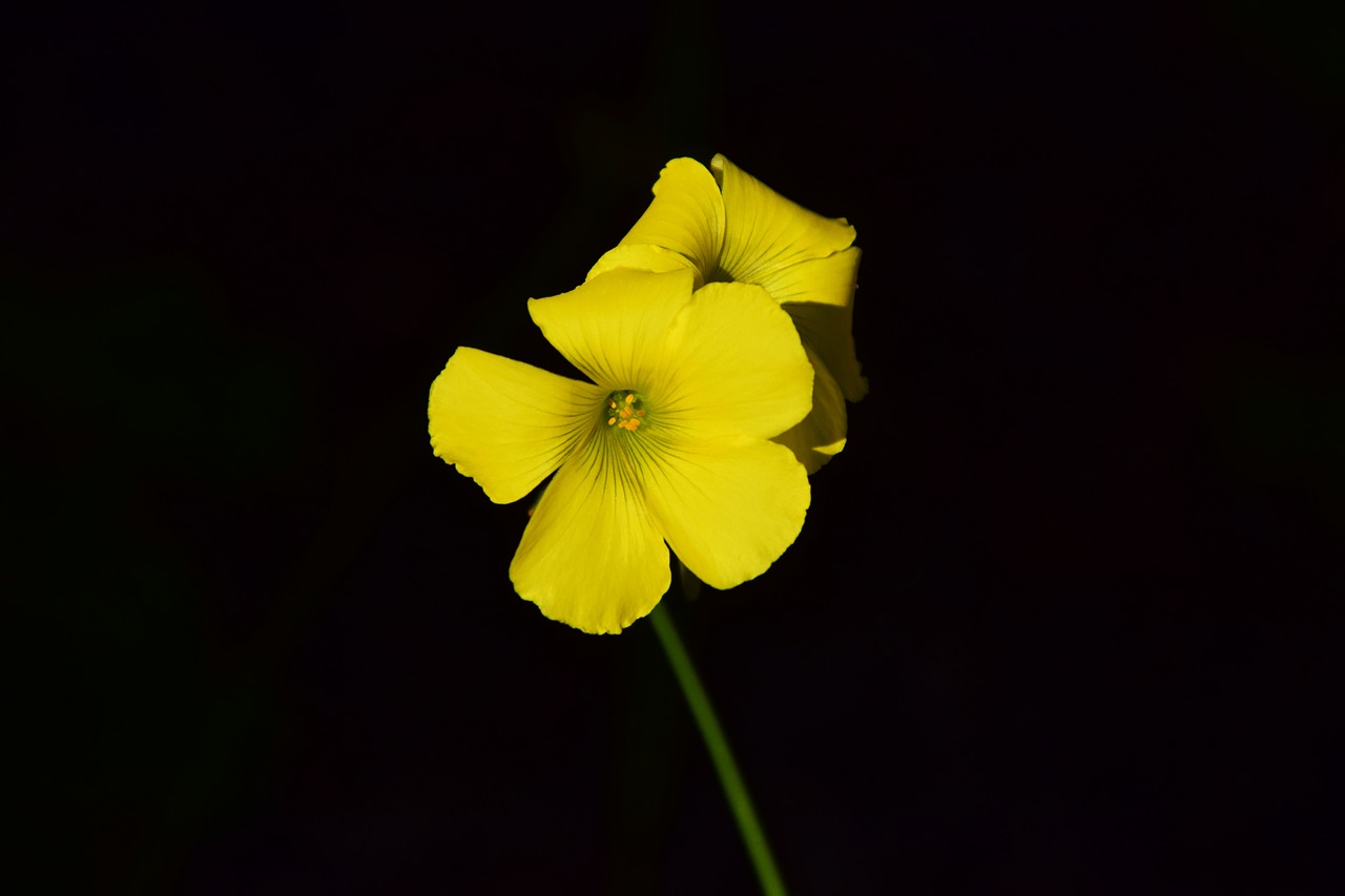 Oksalis Corniculata, Žiedas, Žydėti, Geltona, Geltonos Gėlės, Uždaryti, Geltona Gėlė, Gėlė, Augalas, Laukinės Gėlės