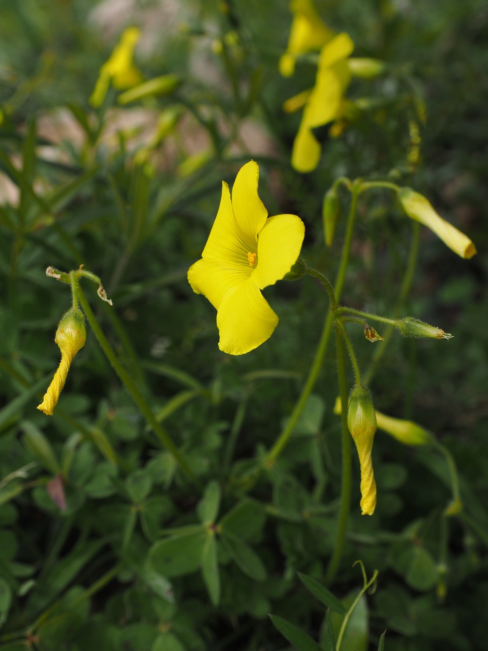 Oxalis Pes-Caprae, Gėlė, Žiedas, Žydėti, Geltona, Citrina, Ryškiai Geltona, Žemas Rūgštynas, Oxalis Cernua Thumb, Varžtas Oksalis Cernua