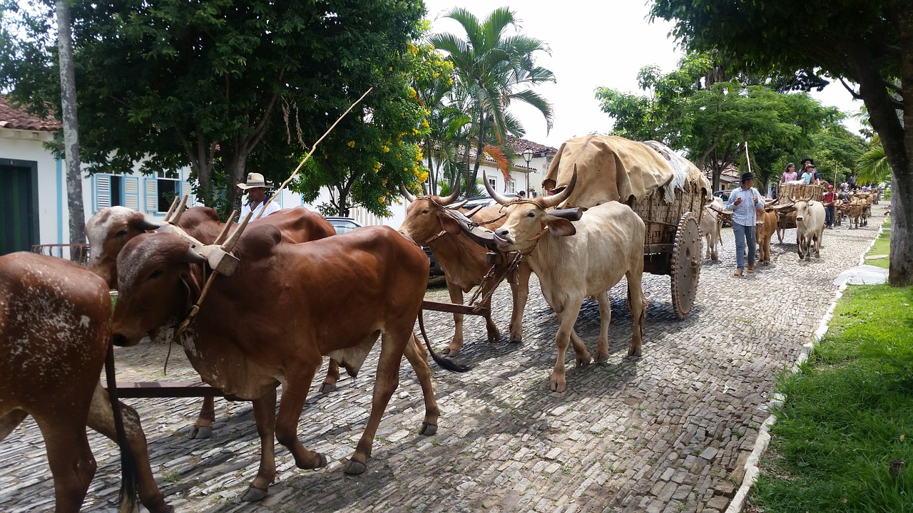 Lėkštelė, Pirenopolis, Goiás, Brazilija, Atokrainienė, Nemokamos Nuotraukos,  Nemokama Licenzija