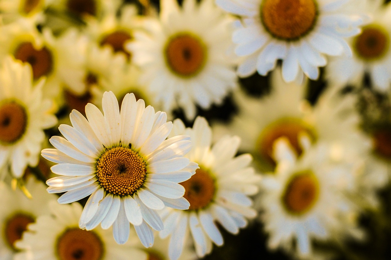 Oksėja, Daisy, Žiedas, Flora, Sodas, Žydėti, Geltona, Balta, Rozės, Gėlės