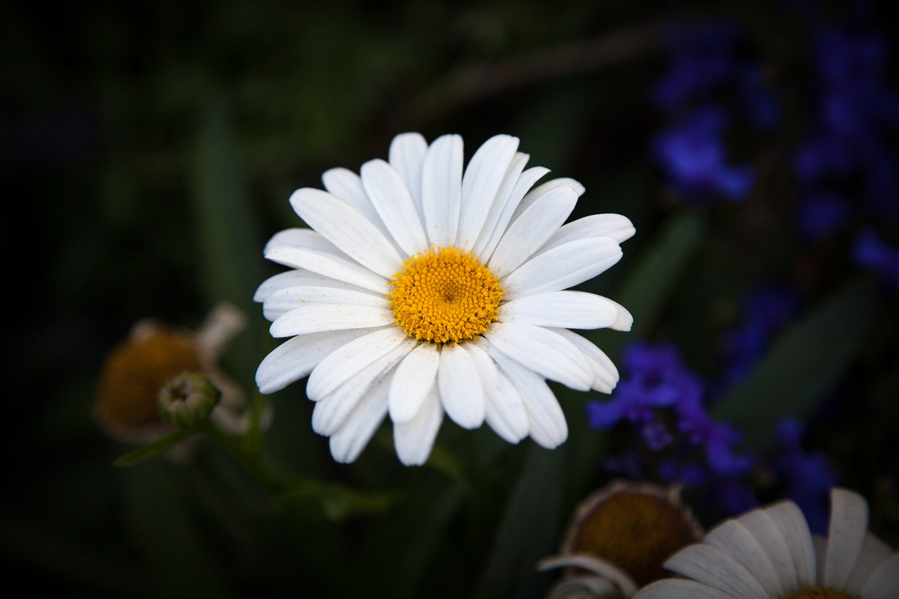 Oksėjaus Daigai, Daisy, Oksėja, Gėlė, Gamta, Balta, Vasara, Geltona, Leucanthemum Vulgare, Pavasaris