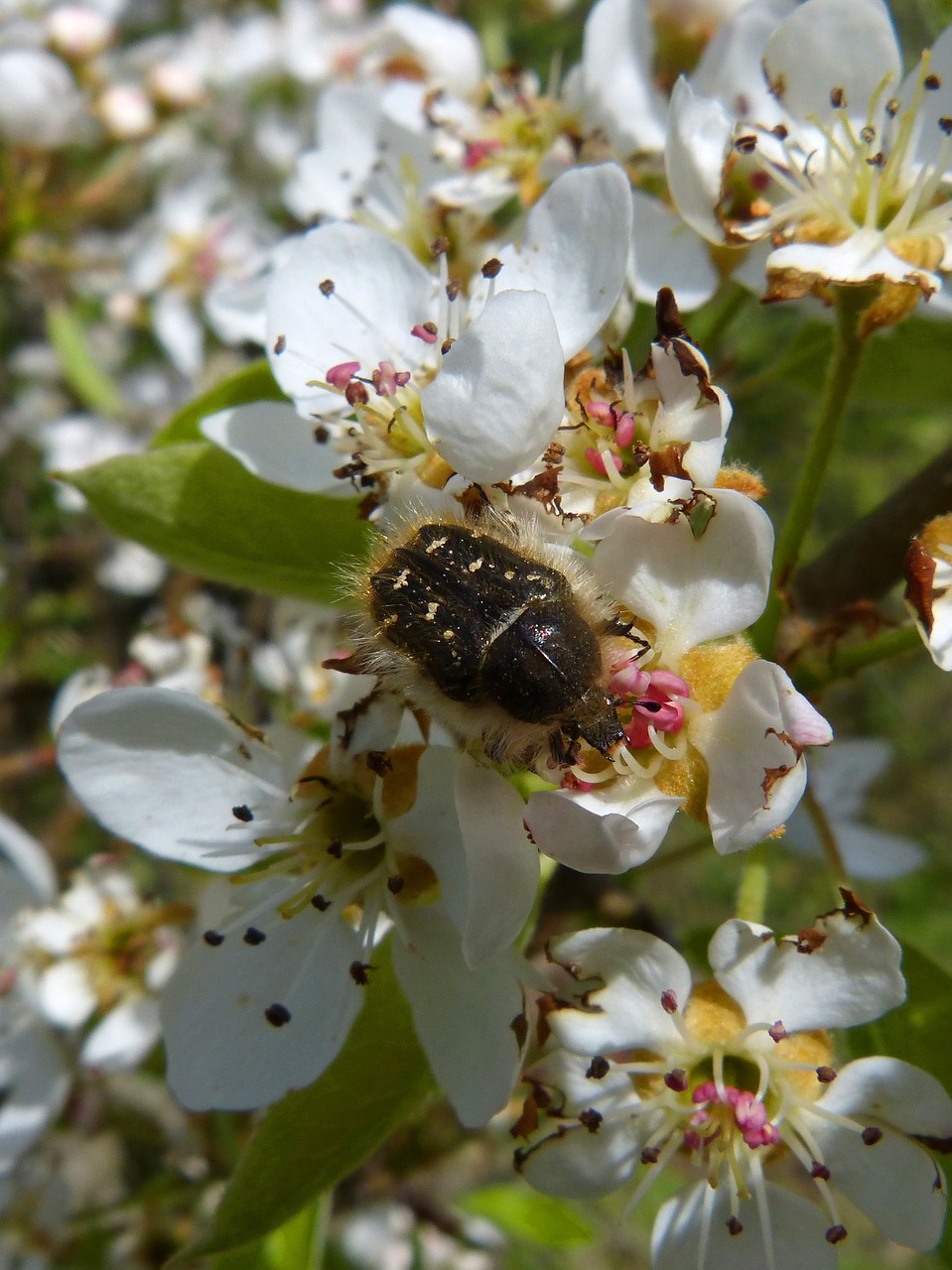 Oksitreirafestas, Coleoptera, Plaukuotas Vabalas, Nemokamos Nuotraukos,  Nemokama Licenzija