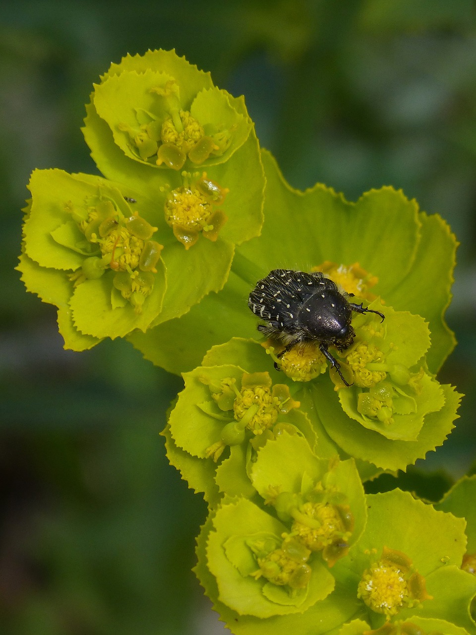 Oksitreirafestas, Vabalas, Coleoptera, Gėlė, Libar, Nemokamos Nuotraukos,  Nemokama Licenzija