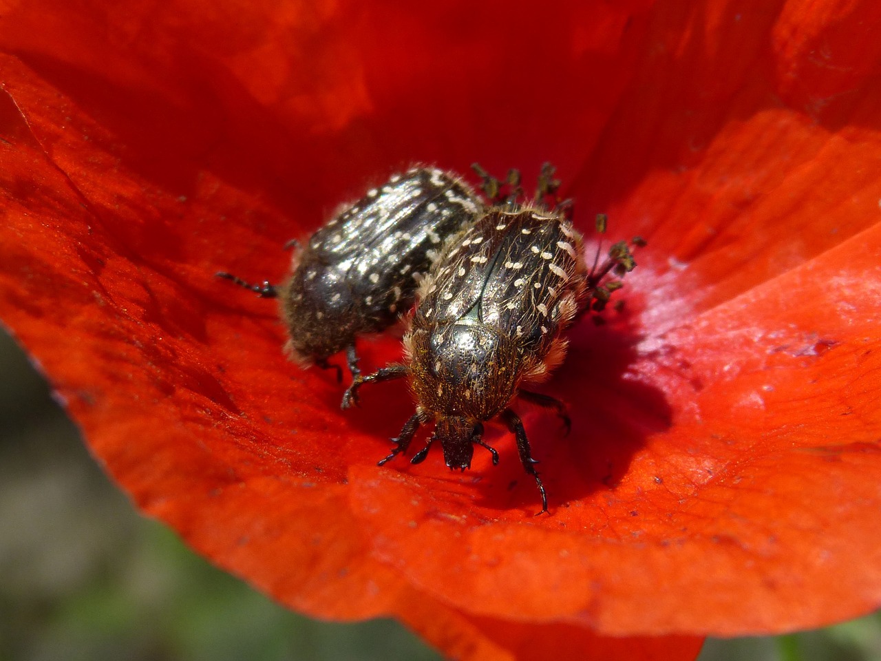 Oksitreirafestas, Vabalas, Coleoptera, Gėlė, Libar, Plaukuotas Vabalas, Pora, Nemokamos Nuotraukos,  Nemokama Licenzija