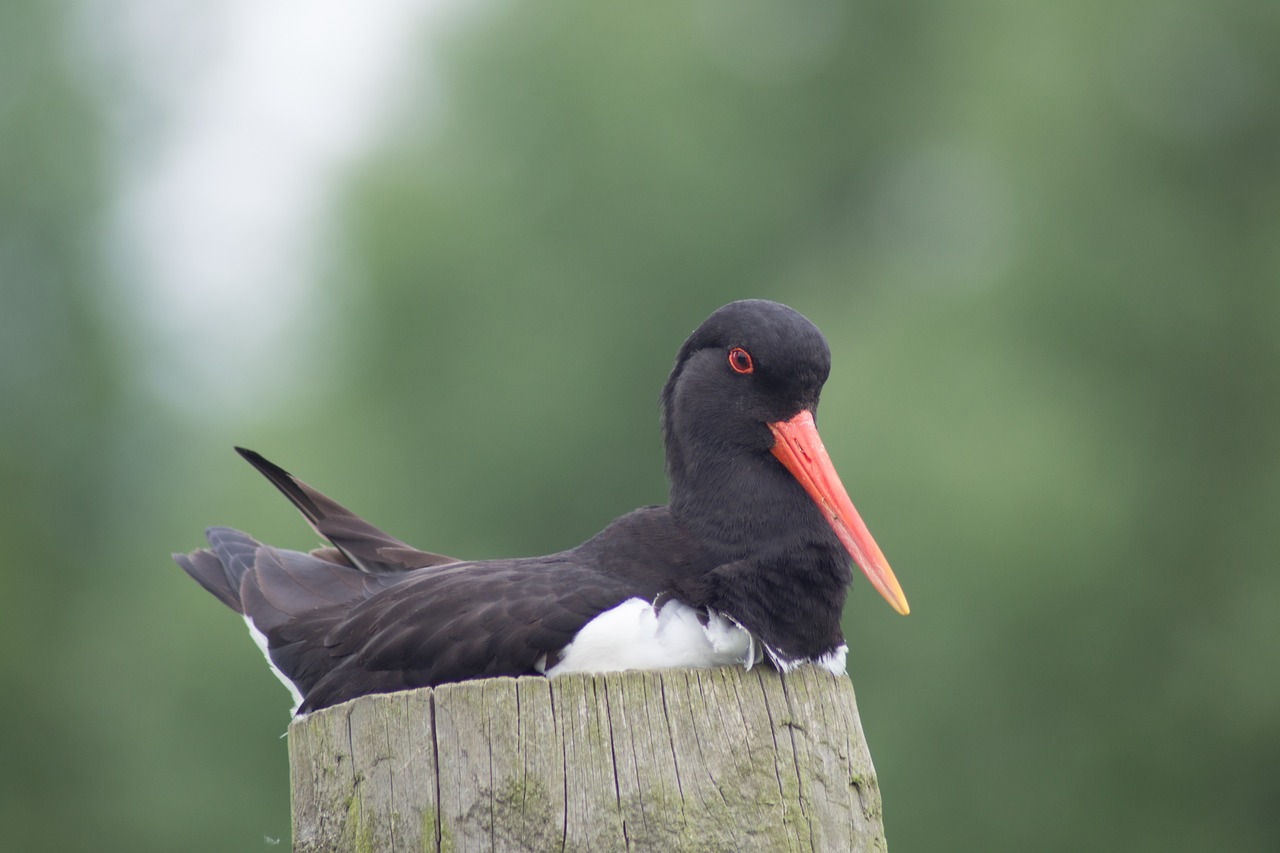 Oystercatcher, Paukštis, Gamta, Laukinė Gamta, Britanija, Ornitologija, Paukščių Stebėjimas, Uk, Fauna, Laukiniai