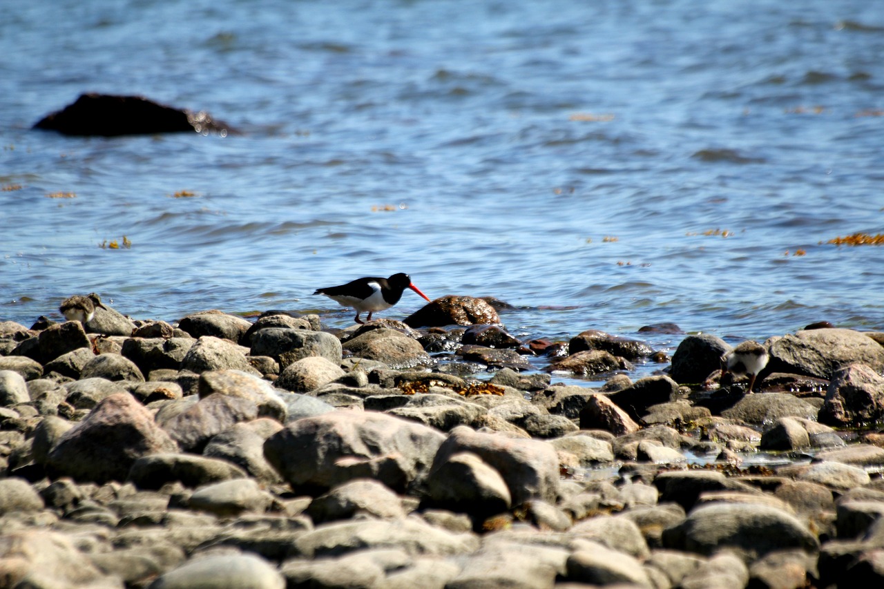 Oystercatcher, Paukštis, Haematopus Ostralegus, Oranžinis Snapas, Akmuo, Jūra, Papludimys, Nemokamos Nuotraukos,  Nemokama Licenzija