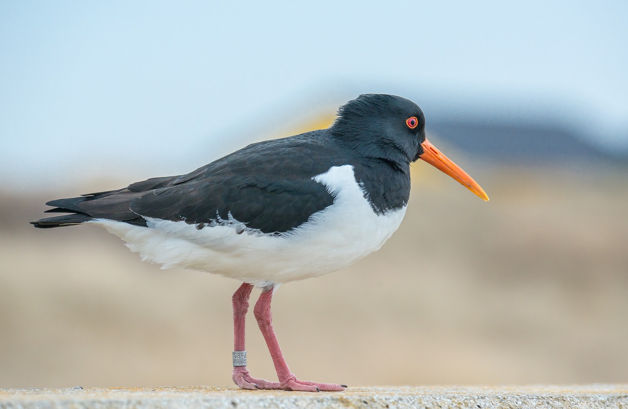 Oystercatcher, Paukštis, Vandens Paukštis, Aematopus Ostralegus, Seevogel, Šiaurės Jūra, Helgolandas, Sąskaitą, Gamta, Nemokamos Nuotraukos