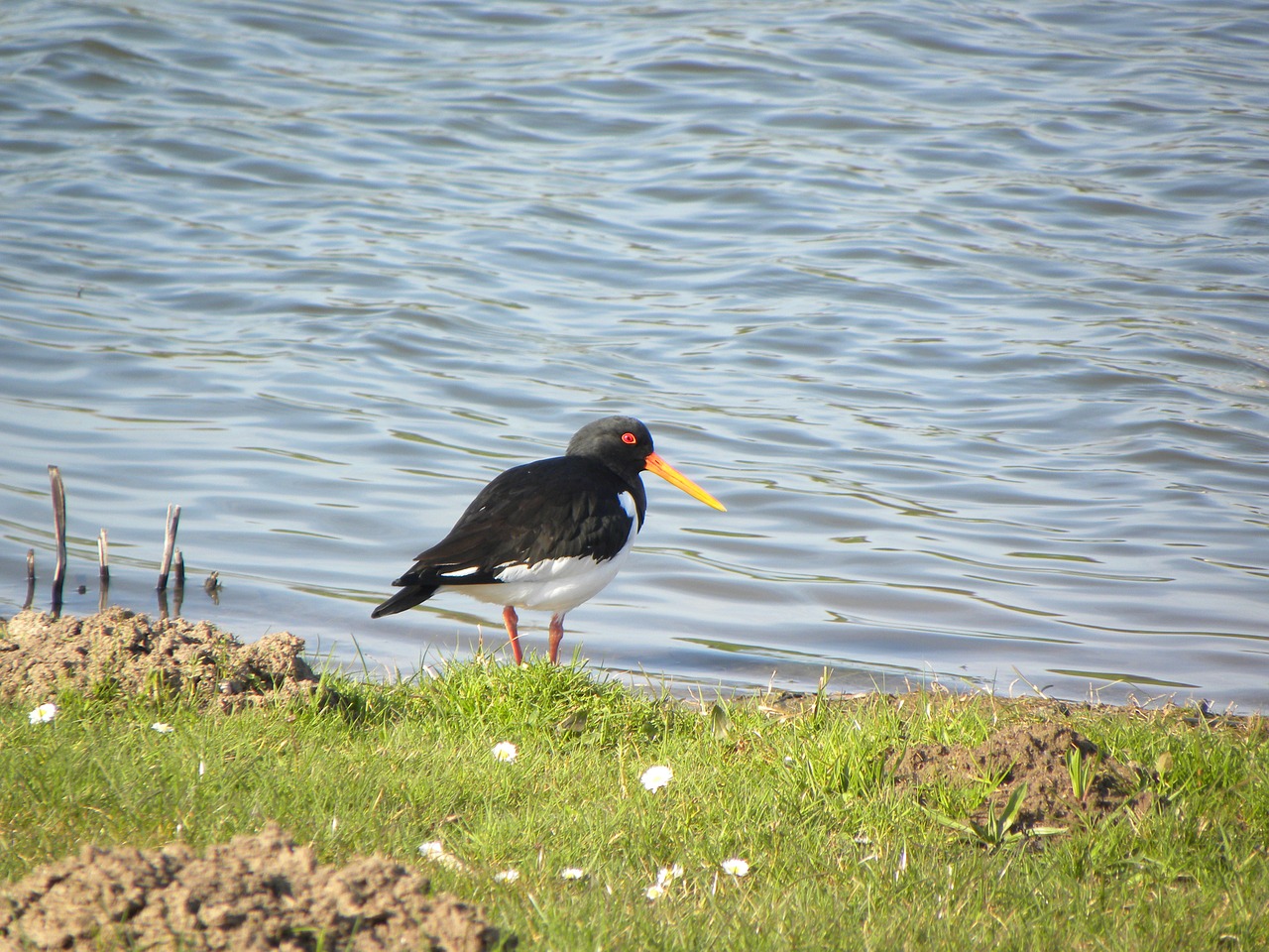 Oystercatcher, Paukštis, Keltuvas, Gamta, Pieva Paukštis, Nemokamos Nuotraukos,  Nemokama Licenzija