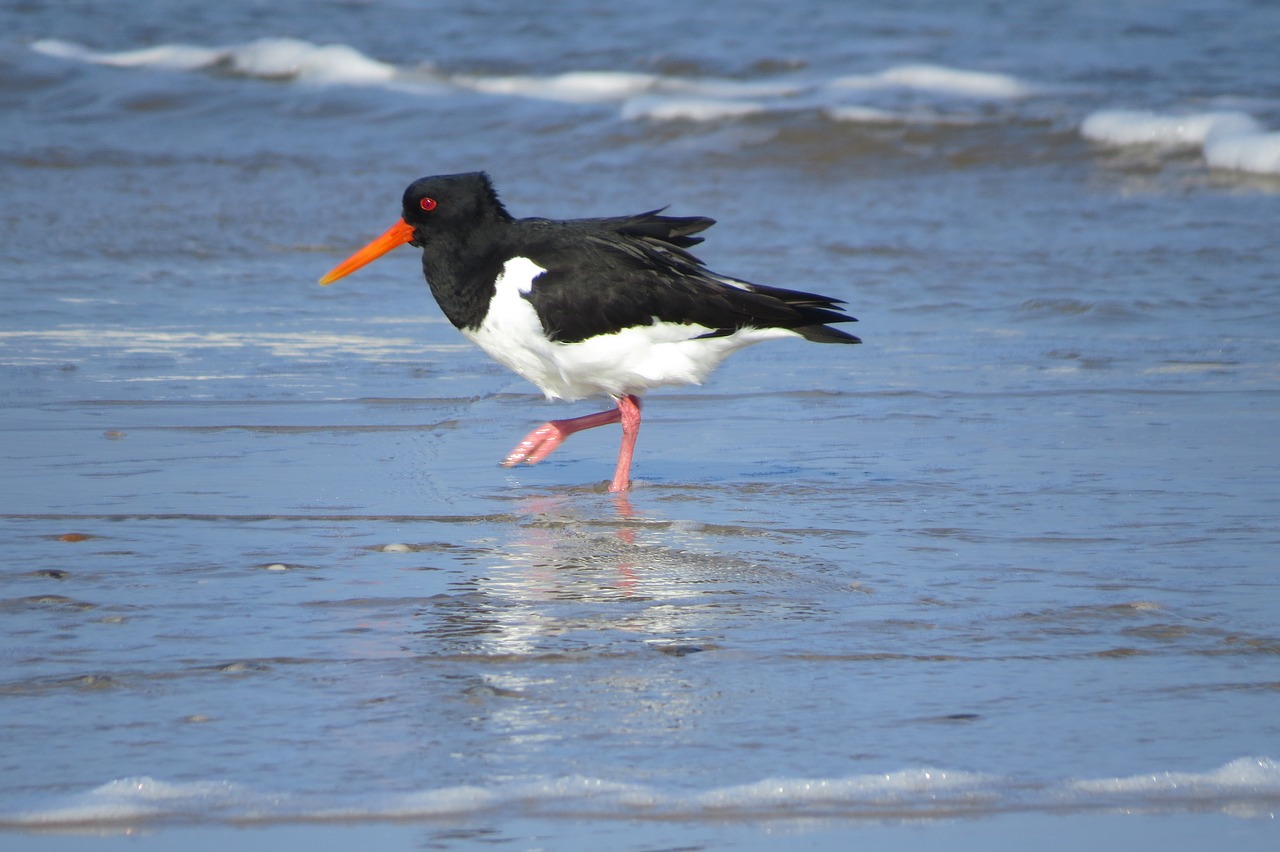 Oystercatcher, Jūra, Papludimys, Paukštis, Kranto, Gamta, Nyderlandai, Gyvūnai, Plunksnos, Nemokamos Nuotraukos