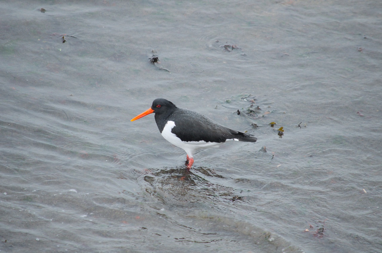 Oystercatcher, Paukštis, Fauna, Gamta, Ornitologija, Gyvūnas, Gyvūnai, Jūra, Plumėjimas, Rašiklis