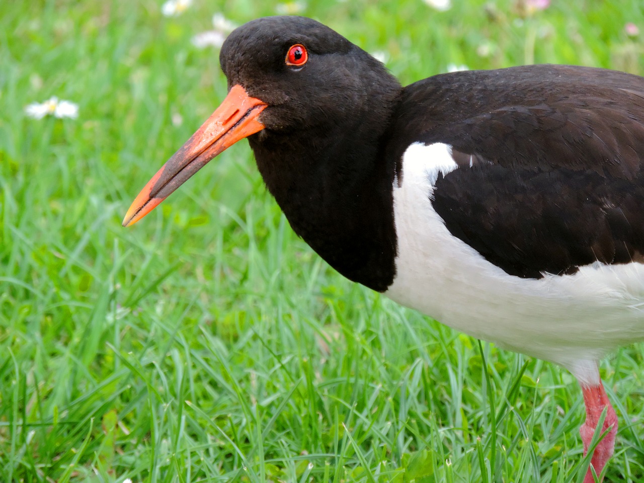 Oystercatcher, Vatai Paukščiai, Seevogel, Gyvūnas, Paukštis, Jūros Paukščiai, Gamta, Šiaurės Jūra, Vandens Paukštis, Vaizdas