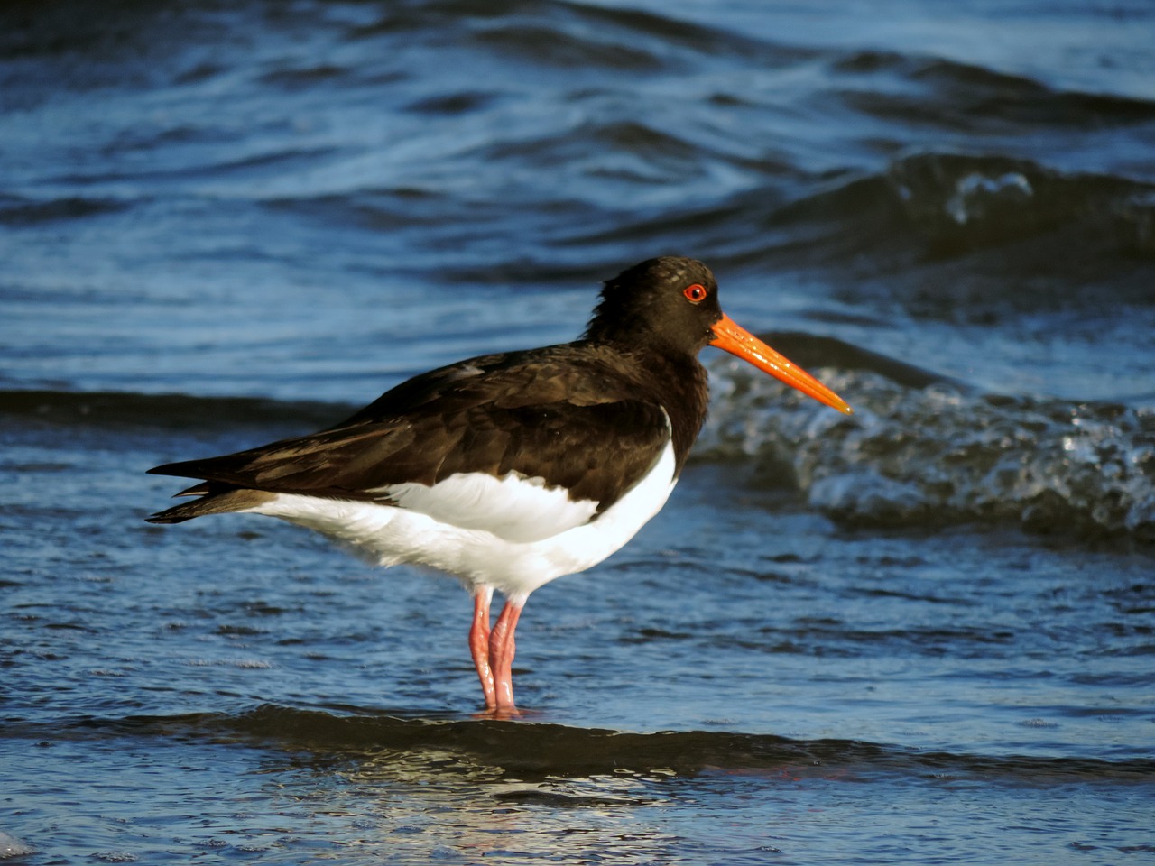 Oystercatcher, Vato Paukštis, Jūros Paukščiai, Vandens Paukštis, Wadden Jūra, Šiaurės Jūra, Gamta, Paukštis, Gyvūnas, Kranto