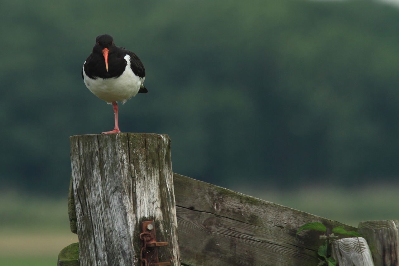 Oystercatcher, Keltuvas, Pieva Paukštis, Gamta, Nemokamos Nuotraukos,  Nemokama Licenzija