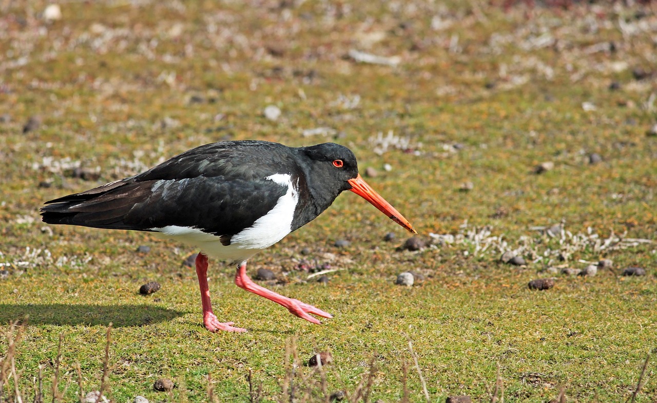 Oystercatcher, Paukštis, Intervencija, Raudonasis Snapas, Jūros Paukščiai, Nemokamos Nuotraukos,  Nemokama Licenzija