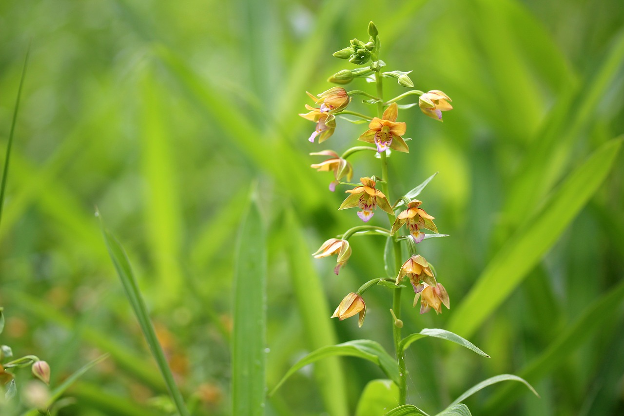 Austrės Lankosi,  Persimonai Orchidėja,  Epipactis Thunbergii,  Pelkių Gėlės,  Orchidėjų,  Gėlės, Nemokamos Nuotraukos,  Nemokama Licenzija