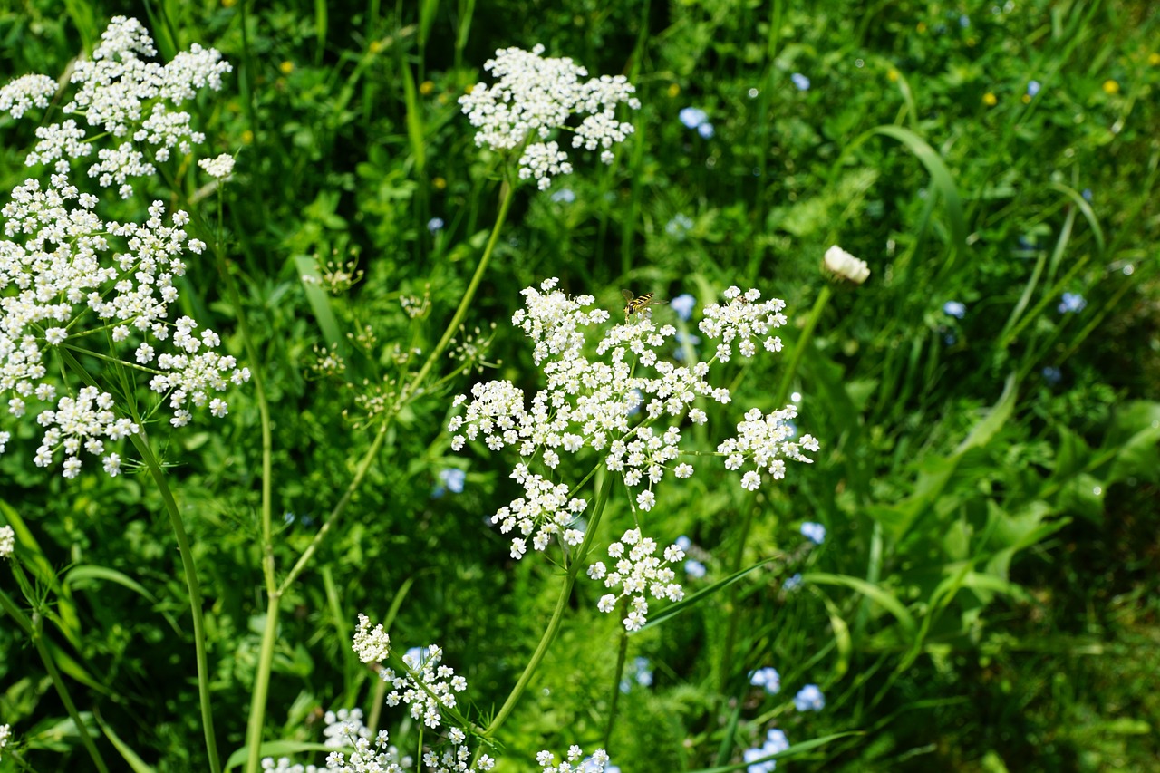 P, Gėlė, Balta, Pavasaris, Aromatas, Kvepalai, Veikliosios Medžiagos, Kosmetika, Spa, Grožis